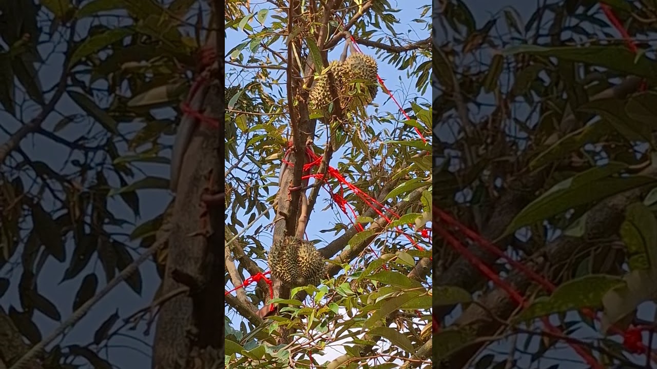 #ลูกทุเรียนและดอกกำลังติดFruit&flowers of Durein Chantaburi
