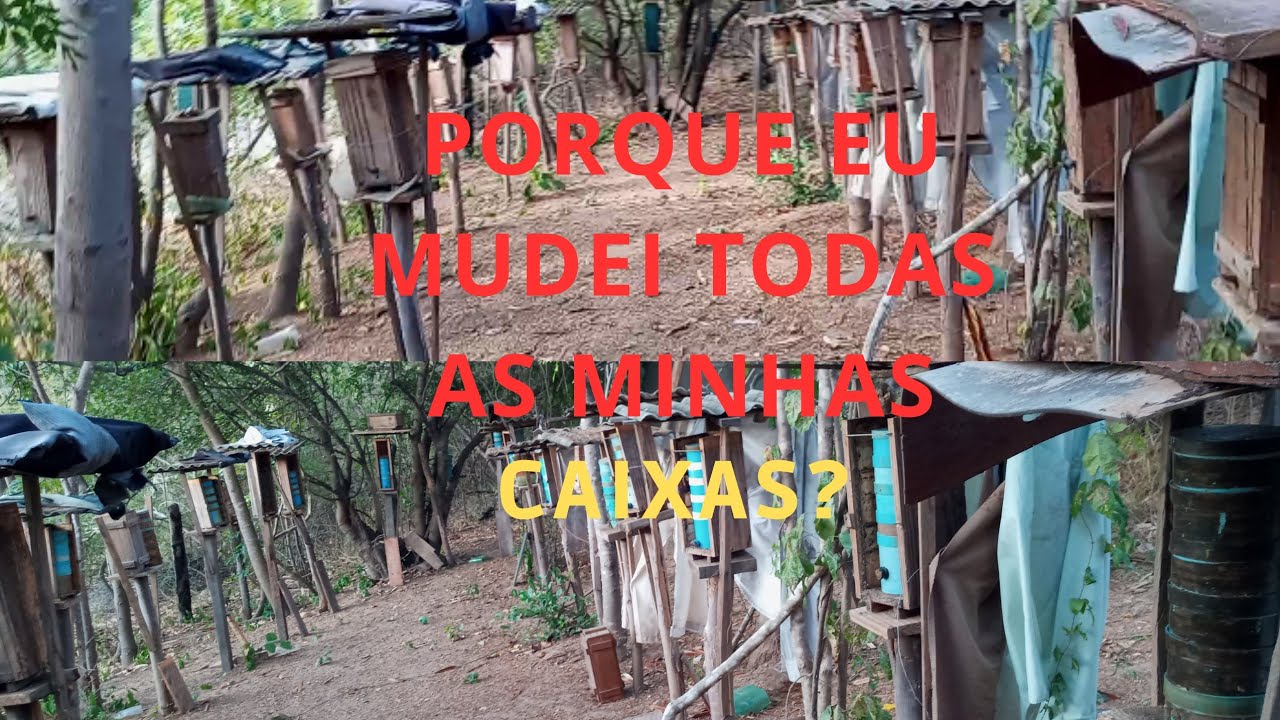 A MELHOR CAIXA PARA PRODUZIR MEL.