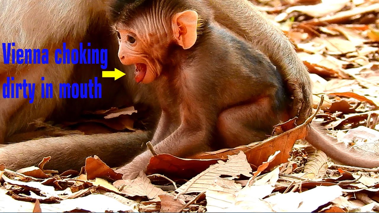Wow, Just 4 days old newborn Vienna can walk free BUT poor Vienna falling & chocking dirt in mouth.