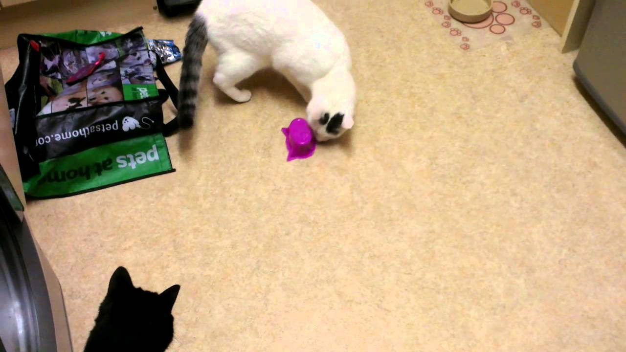 Problem solving cats