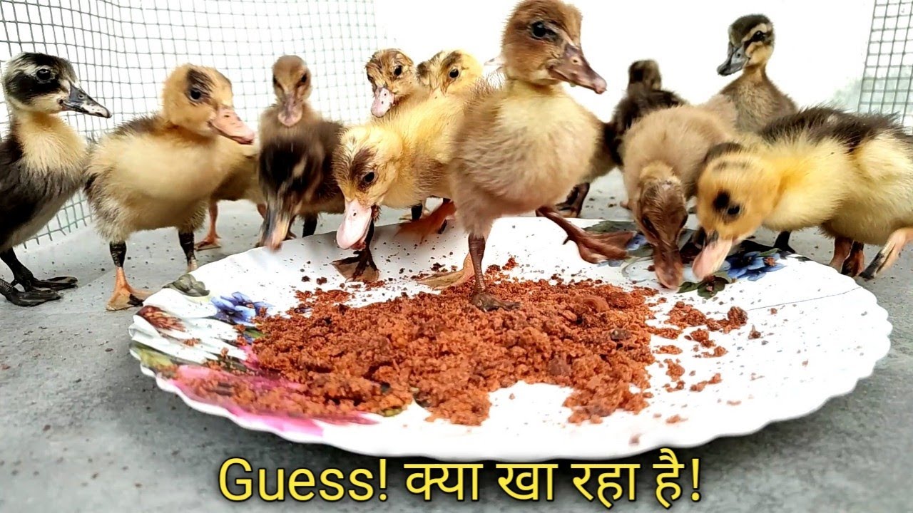Fast growth food | Foods for ducks | babyducks little ducks