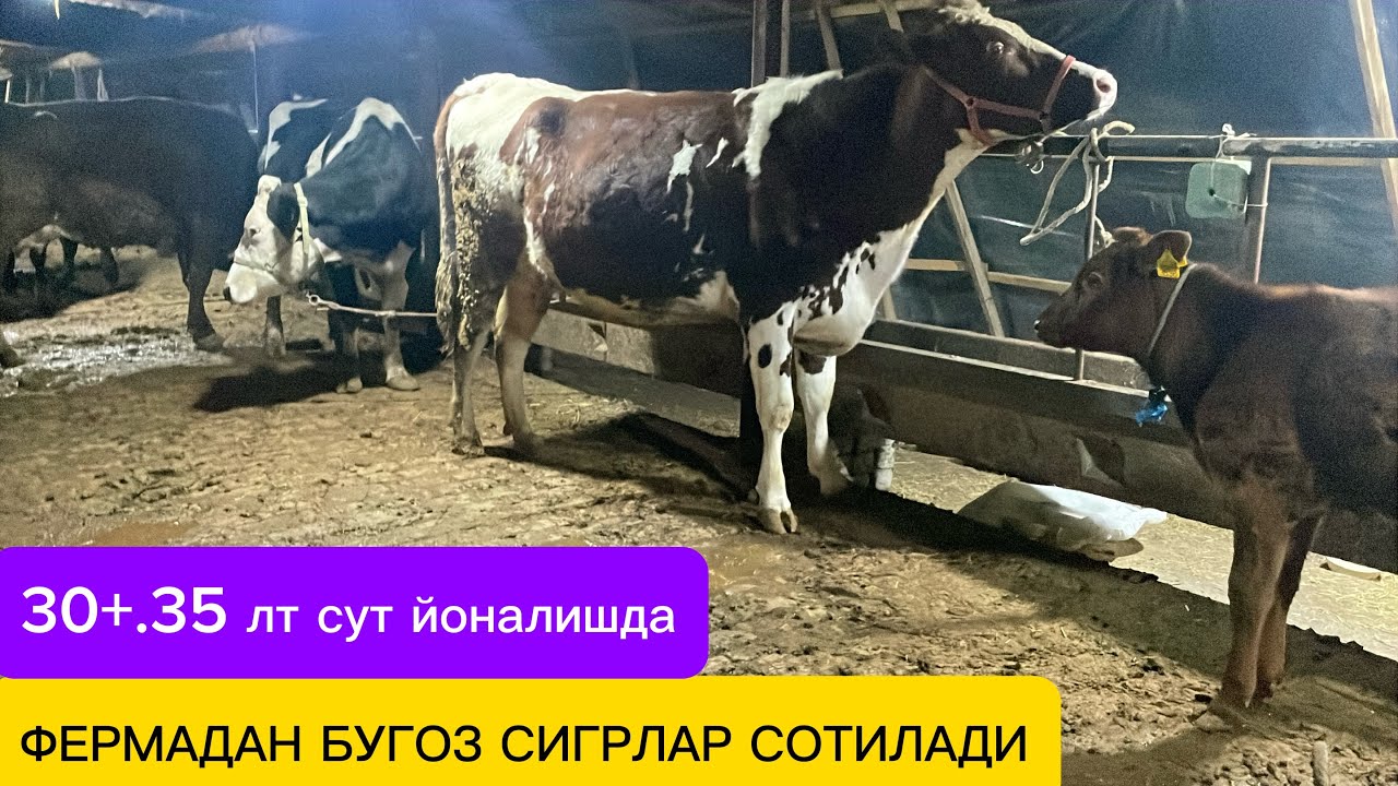 13.03.2026💣ФЕРМАДАН 🐄БУГОЗ СУТДАР 🐄СИГРЛАР 🤝СОТИЛАДИ ЗОРЛАРДАН
