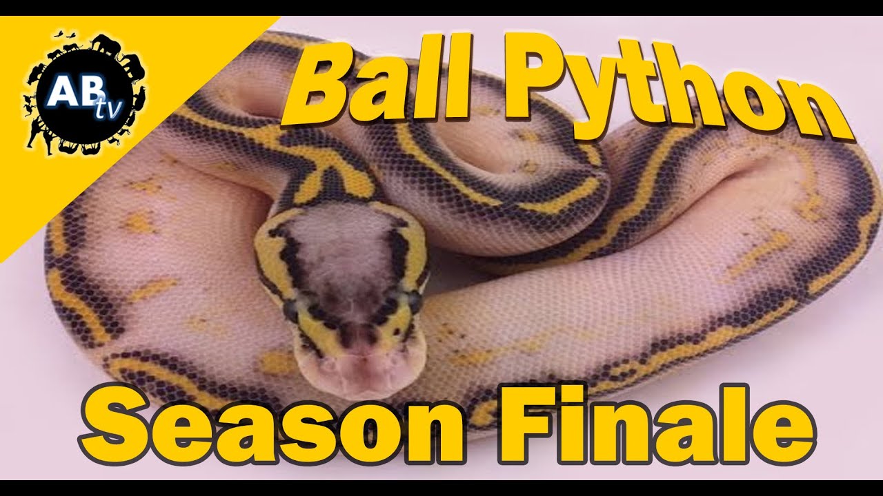 Ball Python Season Finale : The Python Hunter : AnimalBytesTV
