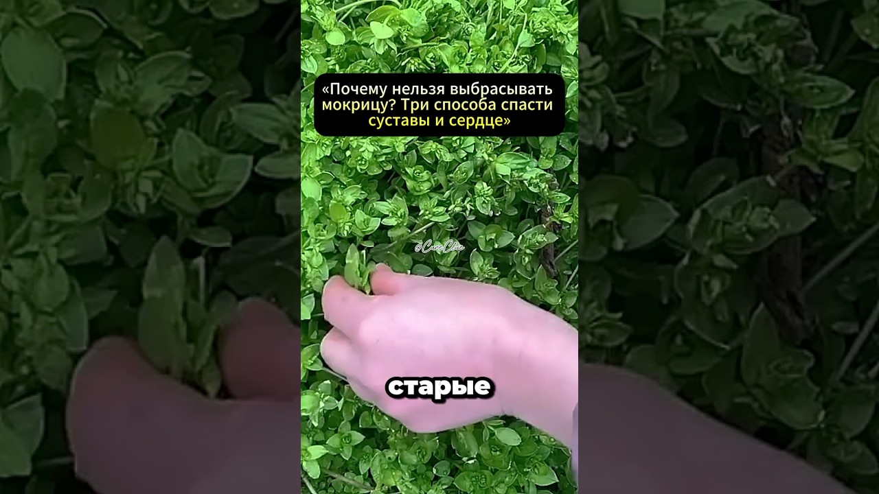 &laquo;Трава, которая сама находит больного. Секрет мокрицы у твоего порога&raquo; #здоровье