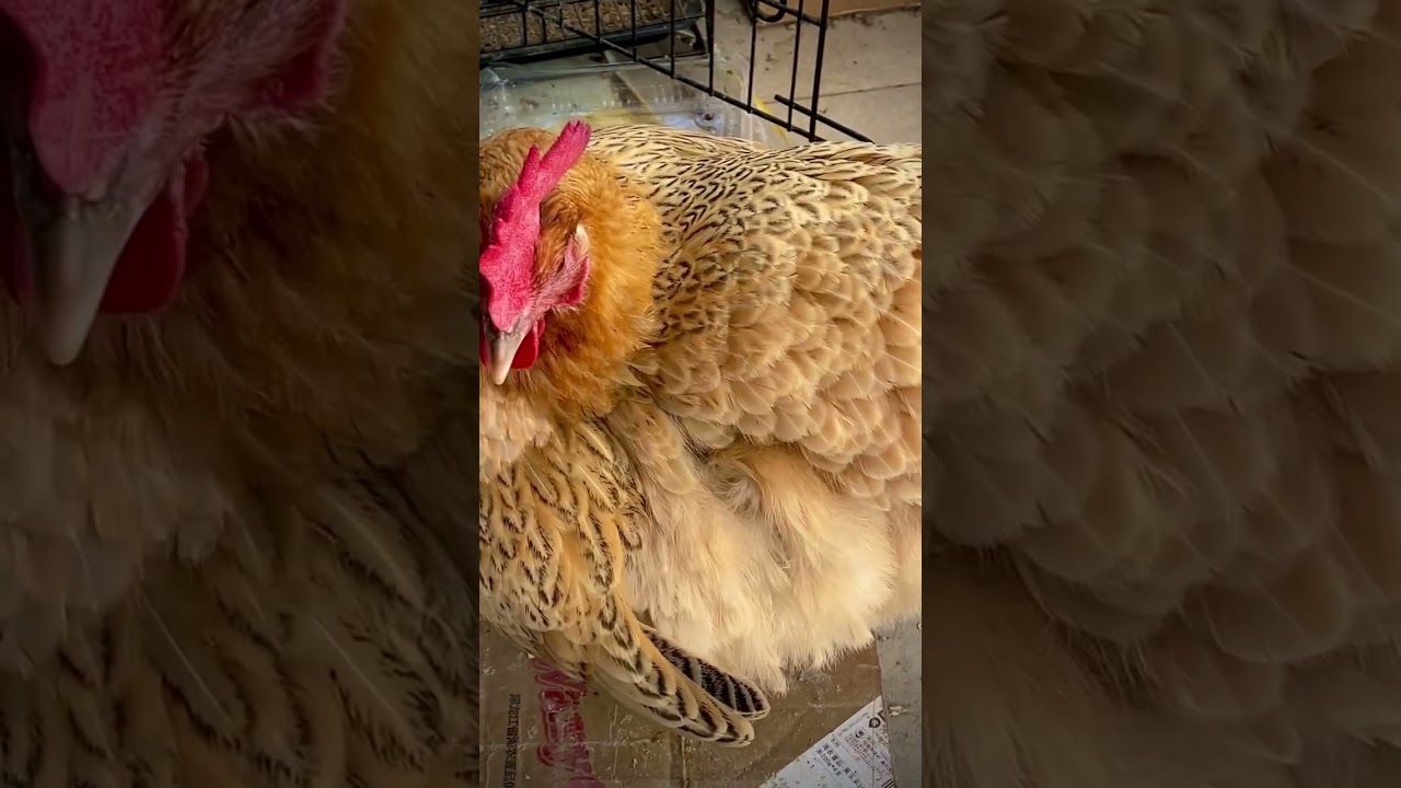 pet chicken 🐔