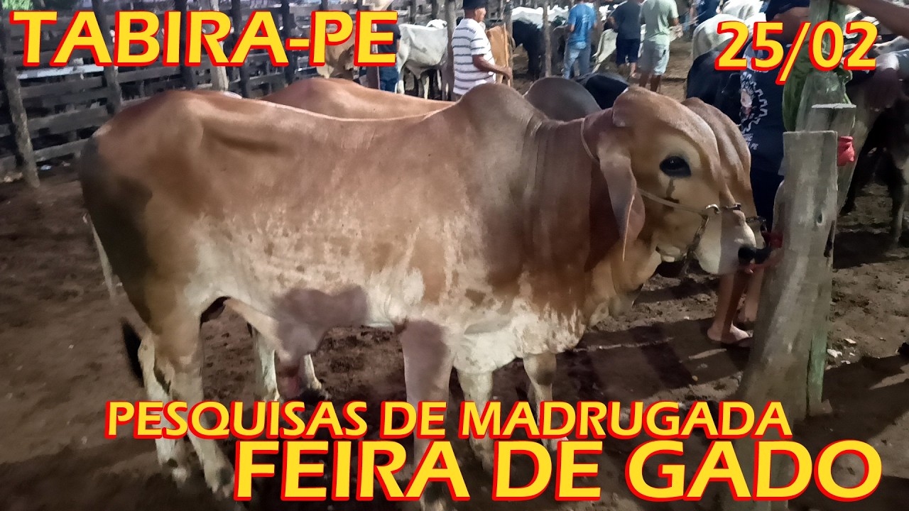Pesquisa de preços de Madrugada em Tabira-PE (25/02/26) 