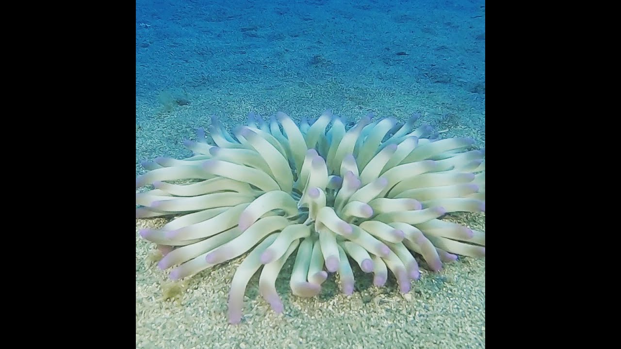 Plongée Colera, Espagne.