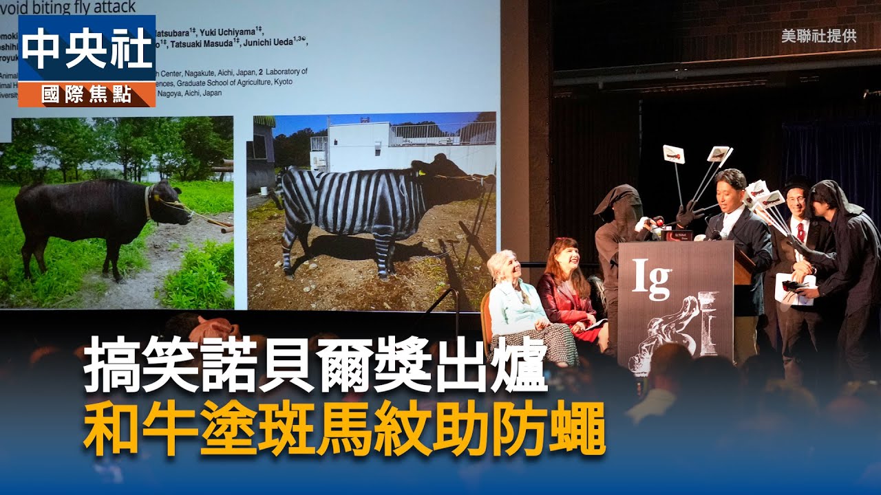 搞笑諾貝爾獎出爐　和牛塗斑馬紋助防蠅｜中央社影音新聞