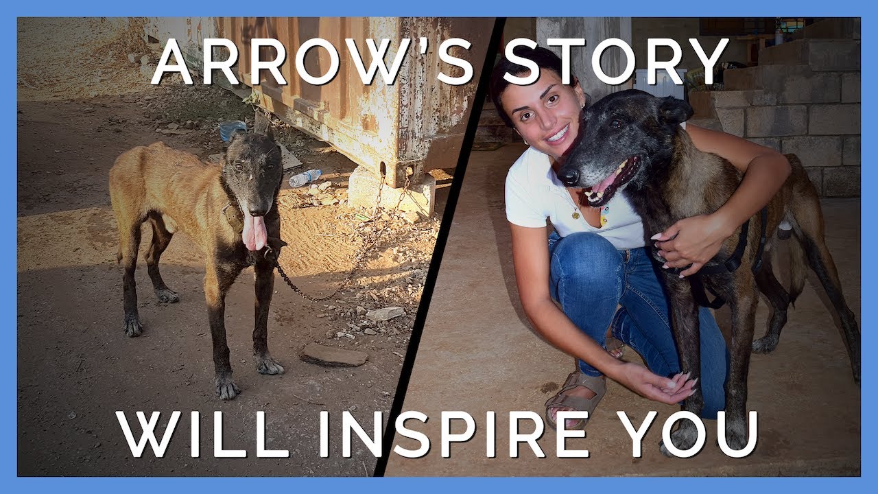 Arrow's Story: From Neglected to Respected