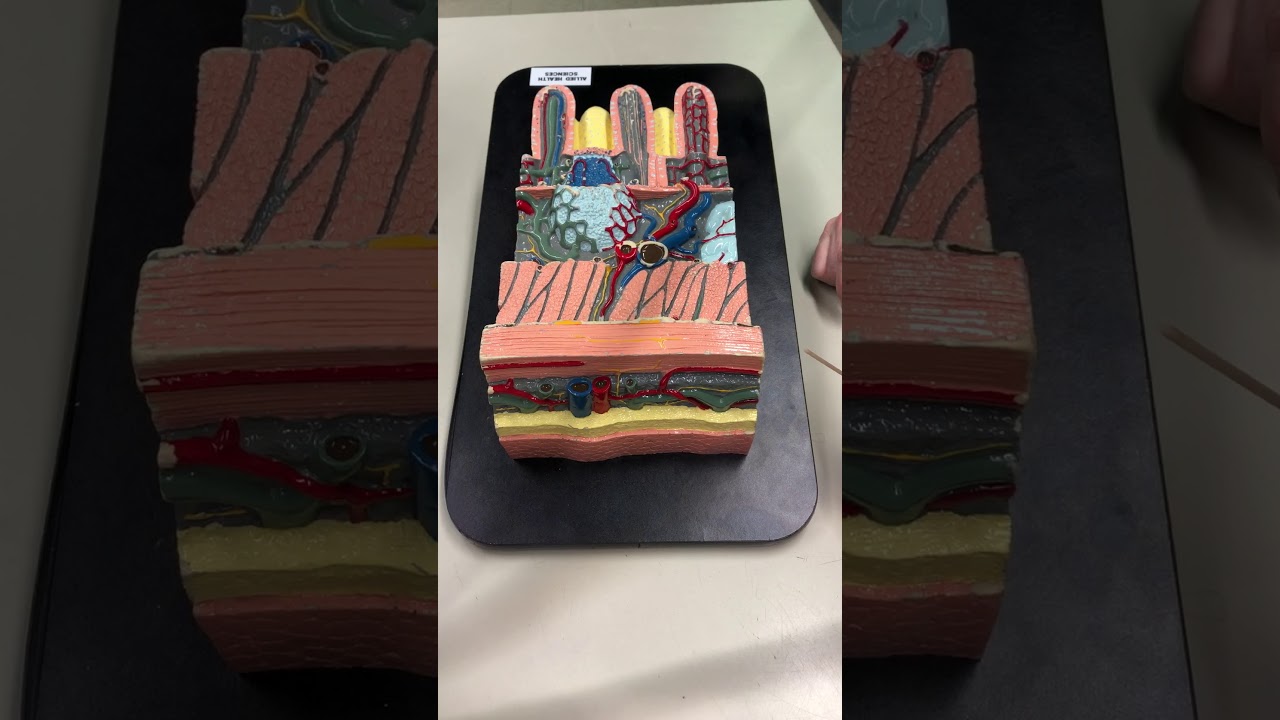 Intestinal Wall - (Multi-colored) with Dr. Masi