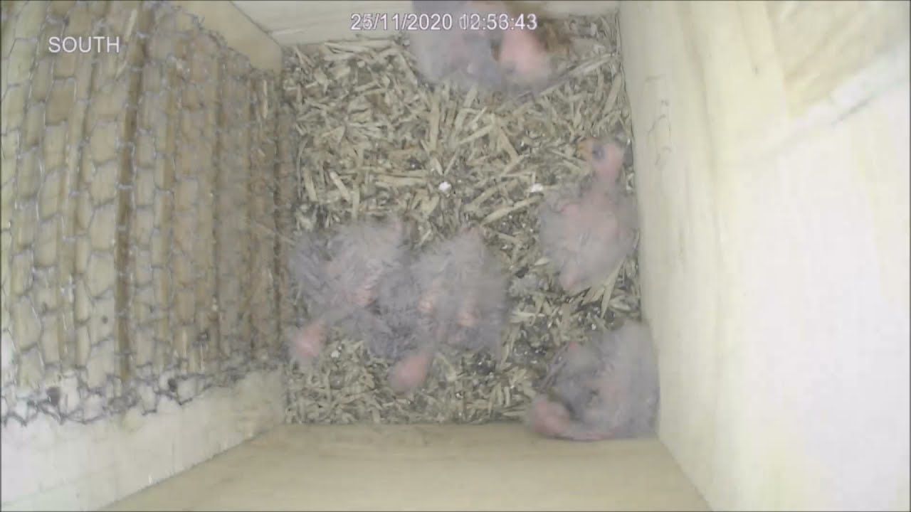 Eastern Rosella Part 3