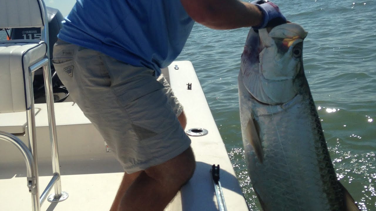 Georgia Tarpon - Silver Kings
