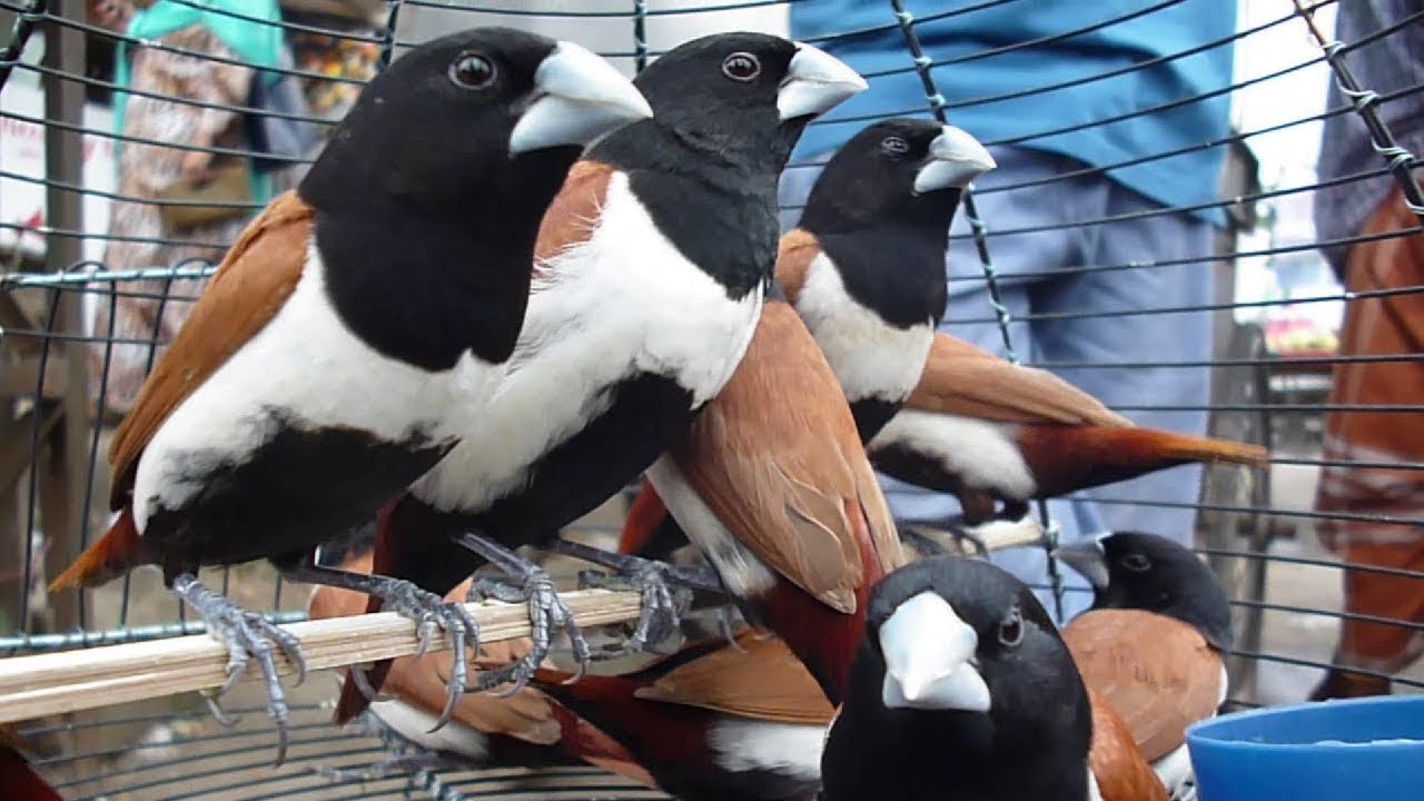 Amazing Small Finch Birds for Sale at Mirpur Bird Market Dhaka Bangladesh