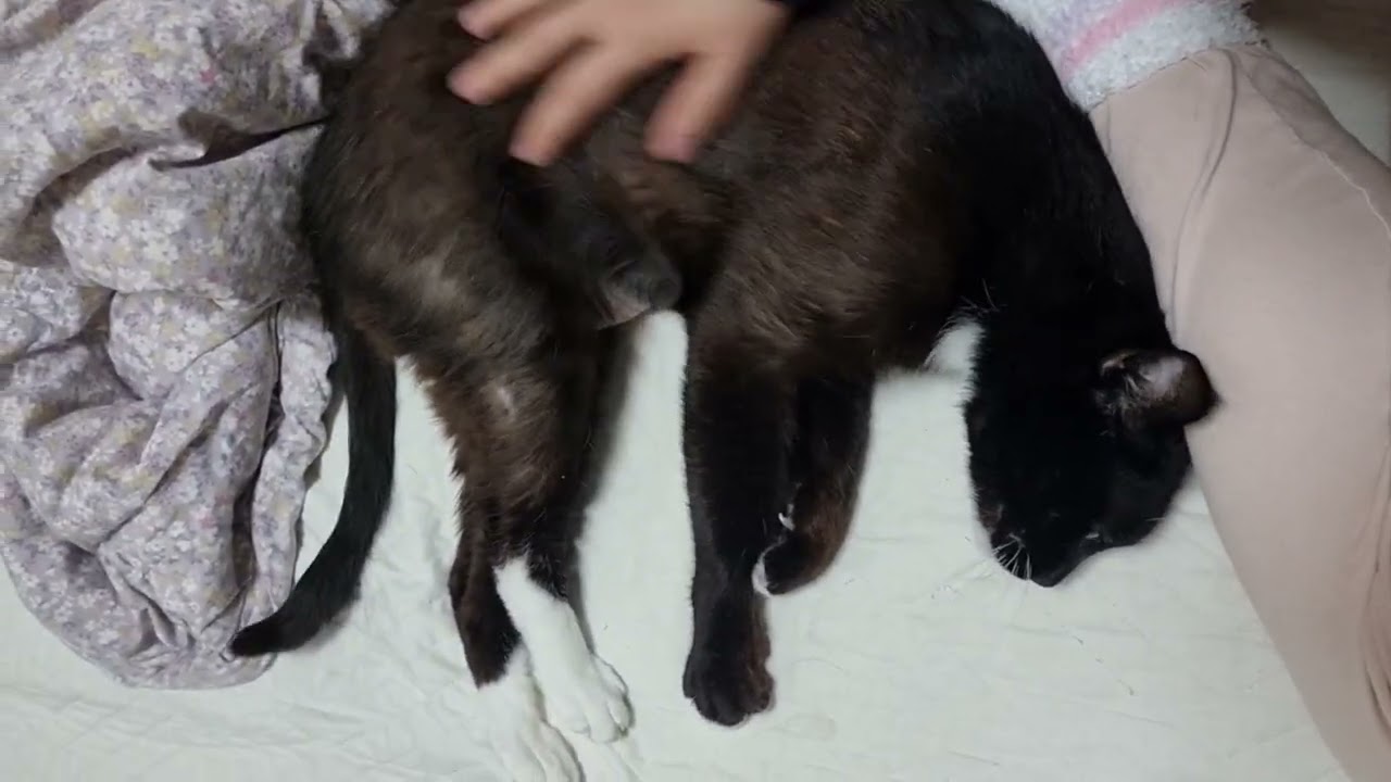 고양이 실컷 만지는 ASMR 