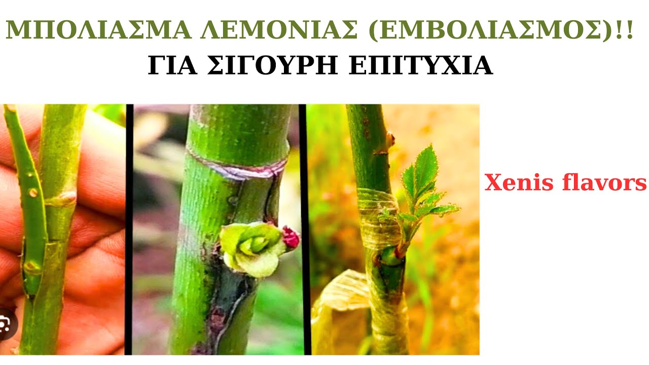 ΜΠΟΛΙΑΣΜΑ -ΕΜΒΟΛΙΑΣΜΟΣ ΛΕΜΟΝΙΑΣ! ΓΙΑ ΣΙΓΟΥΡΗ ΕΠΙΤΥΧΙΑ!!! Xenis flavors