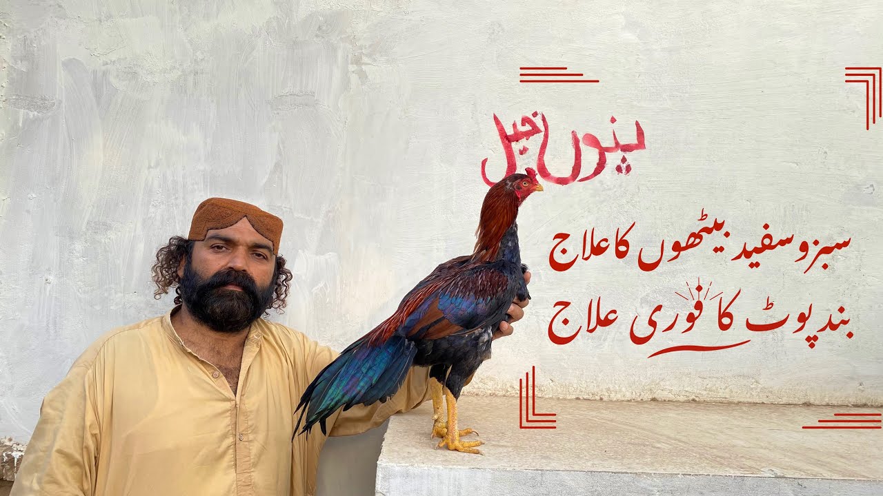 How to Treat Sour & impacted Crop in Backyard Aseel Chickens