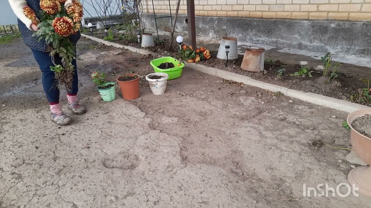 Выкопала хризантемы/ управилась/