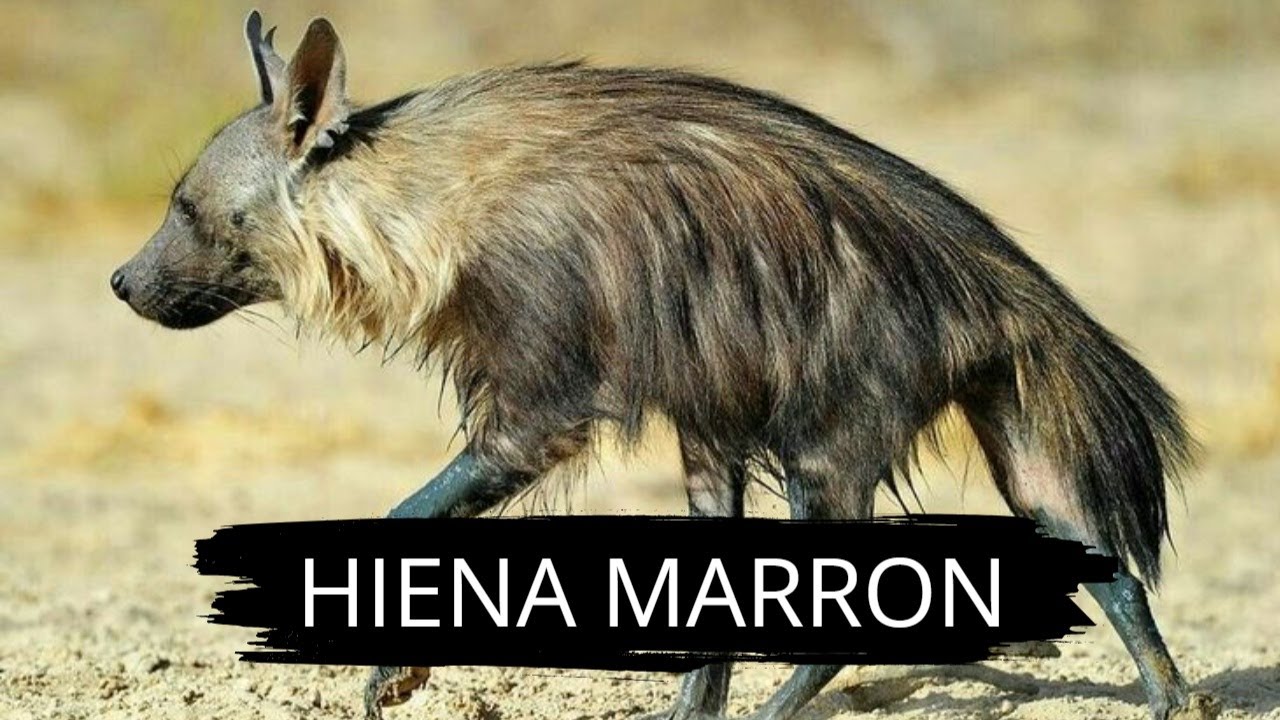 🐾 La Hiena Marr&oacute;n: El Fantasma de la Costa de los Esqueletos 🏜️🦴