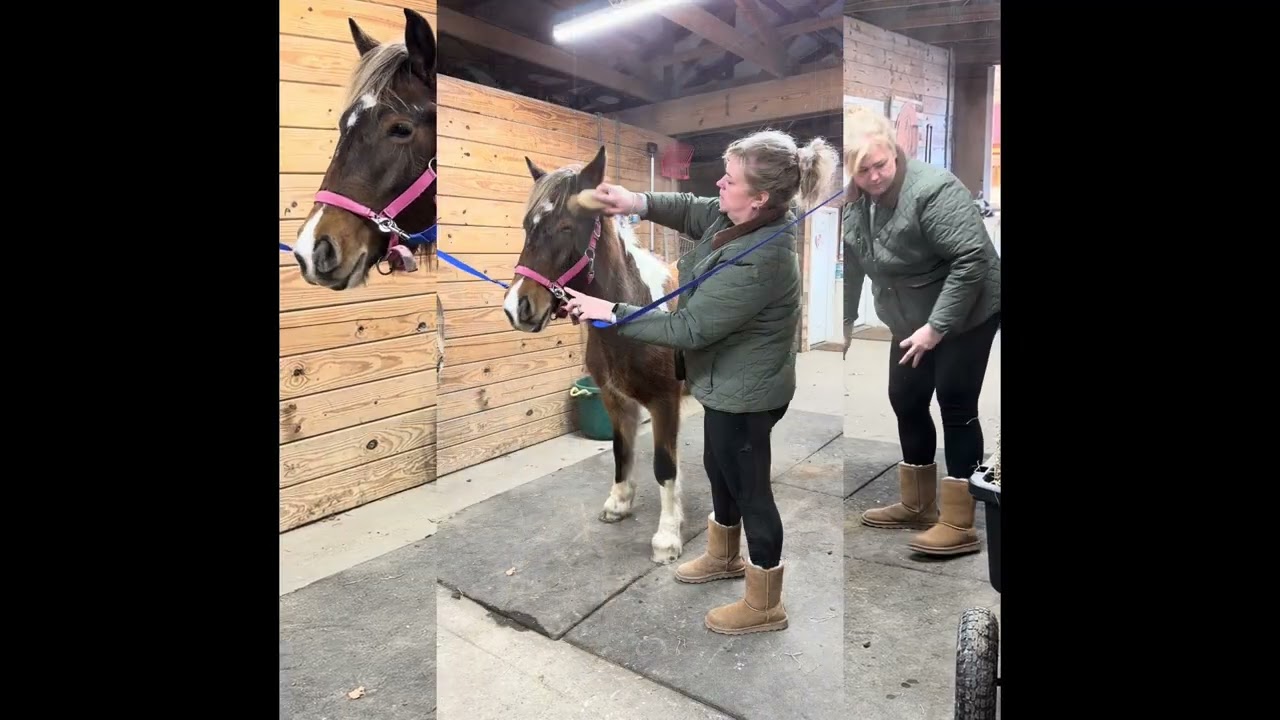 River (Gypsy Vanner/Haflinger cross) 