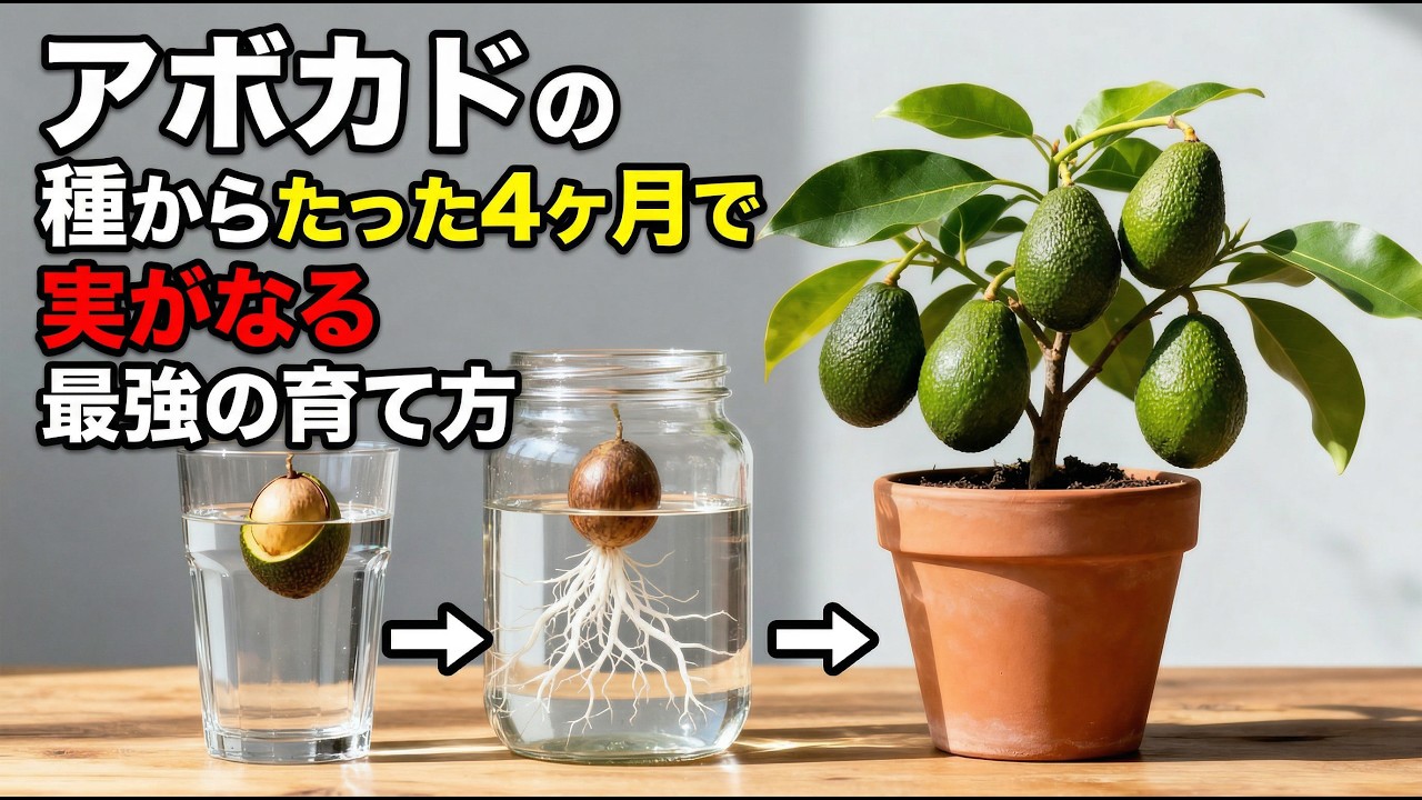 【最速の方法】アボカドを種から育てる最強のやり方！たった0〜4ヶ月で発芽します【果樹栽培】【初心者必見】
