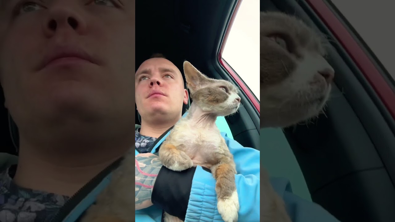 Ale starego wzięło na miłości 😅#devonrex #kot #kocieżycie