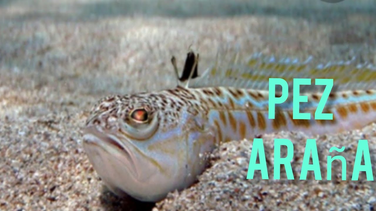 Опасности средиземноморья /рыба паук / pez araña