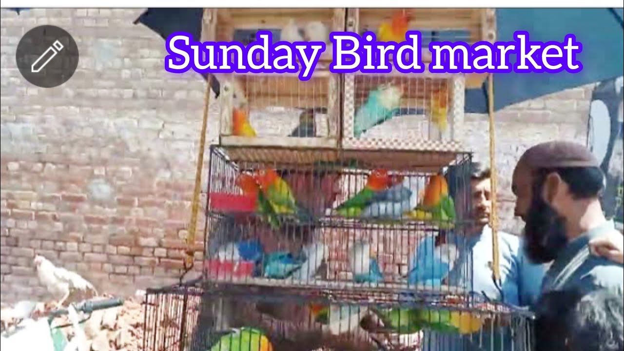 Lahore Sunday Bird Market Shalimar Bagh! shami pigeon corner!