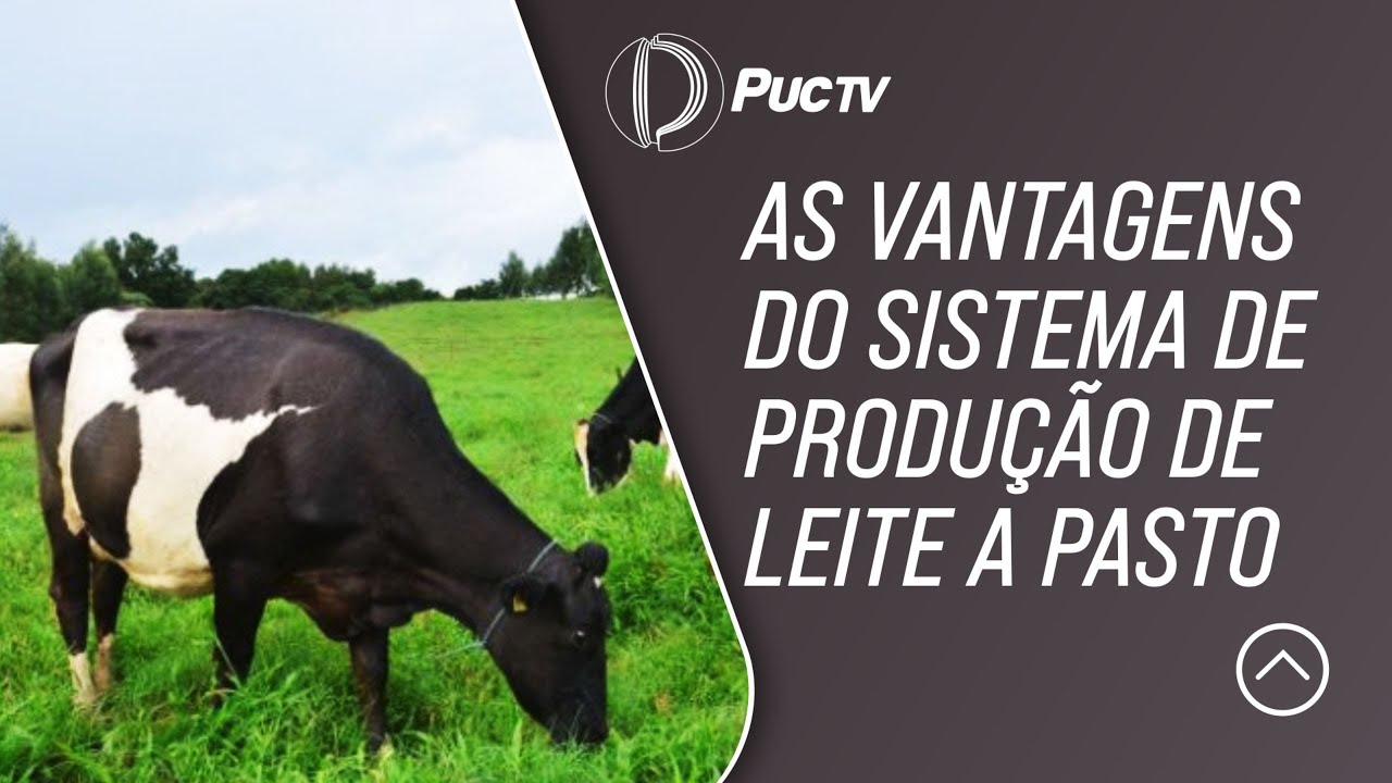 AS VANTAGENS DO SISTEMA DE PRODUÇÃO DE LEITE A PASTO