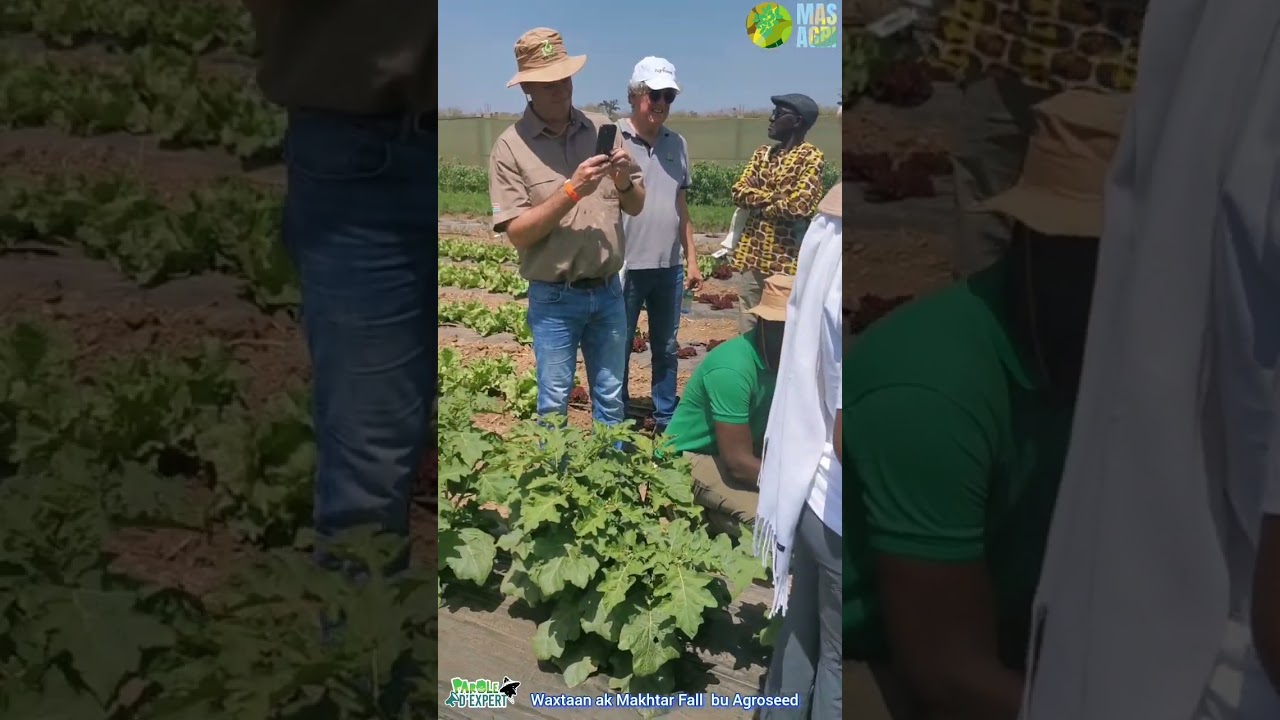 PAROLE D'EXPERT ak Makhtar FALL ci liggeyu Agroseed ak rijk zwaan