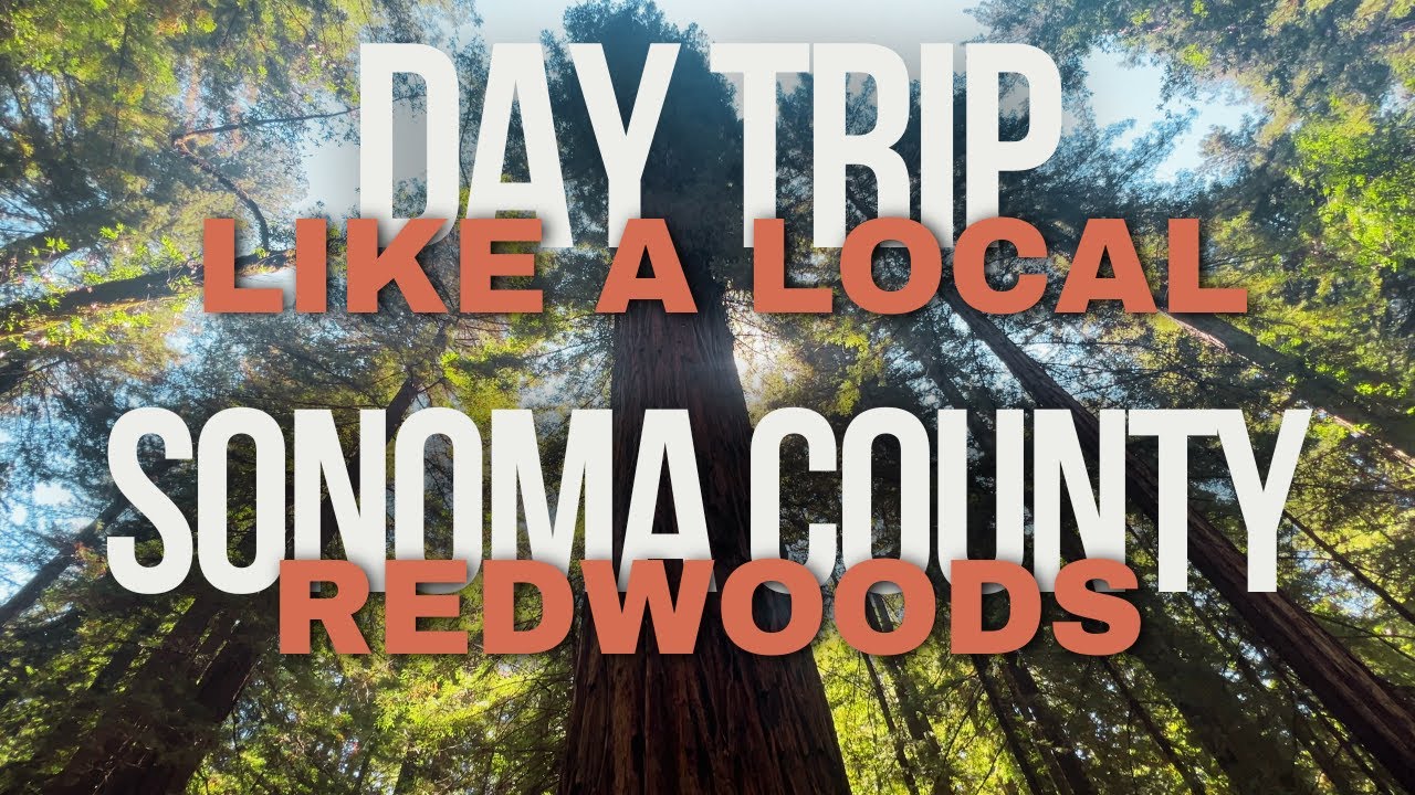 One of Your New Favorite Things To Do In Sonoma County! Day Trip to Armstrong Redwoods - Guerneville