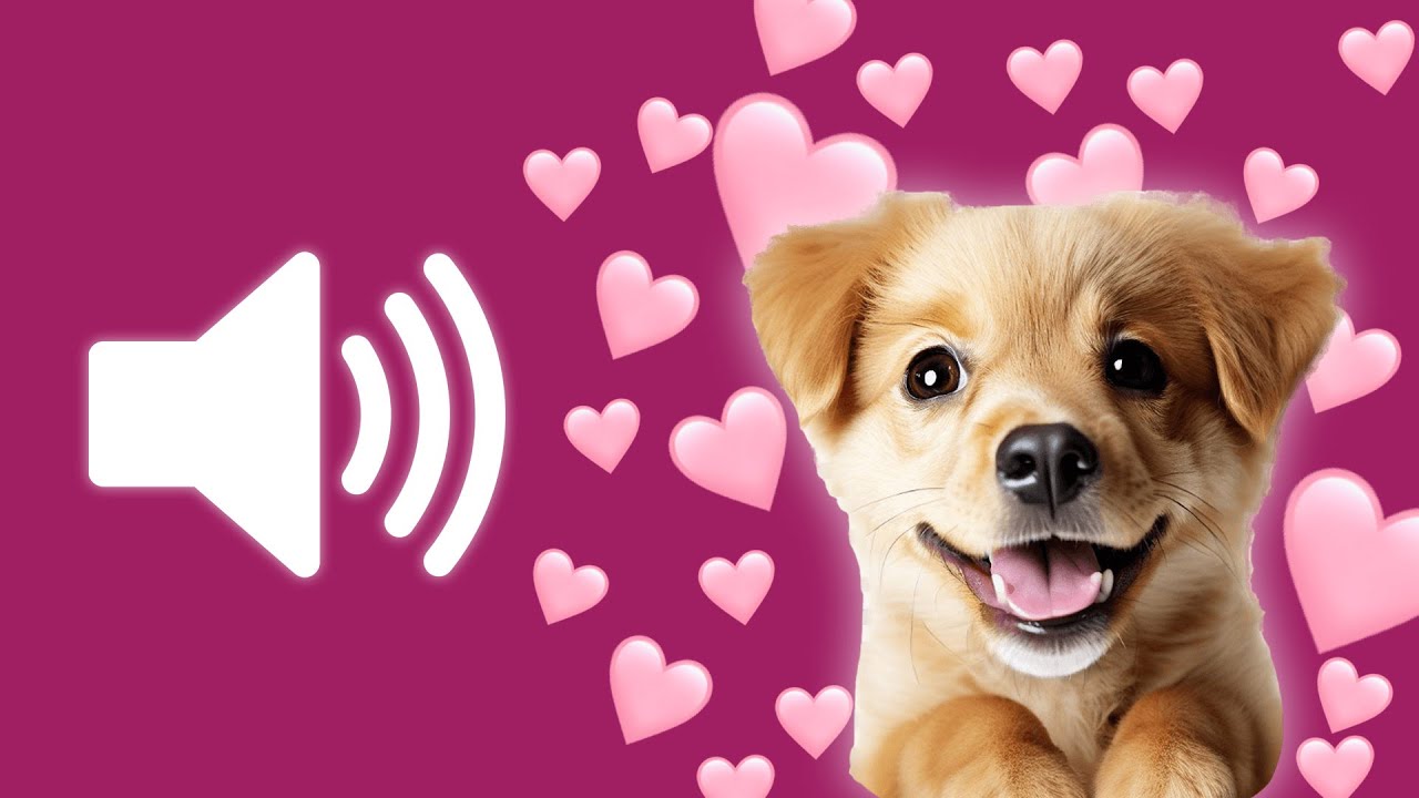 6 Sons Que Cachorros Gostam  🐕 Som para Cachorro   [ Eles Adoram Esses Barulhos !!! ]