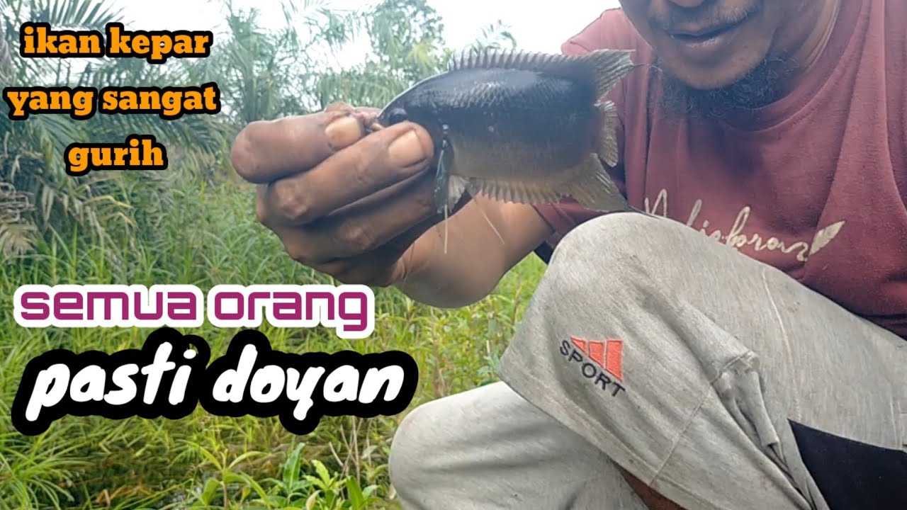 Ikan Kepar Gurih‼️ Favorit Semua Orang!