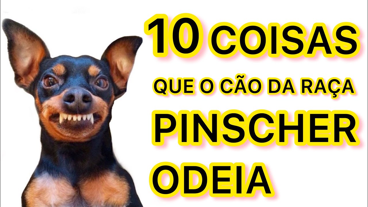 10 COISAS QUE O CÃO DA RAÇA PINSCHER ODEIA | PINSCHER FILHOTES