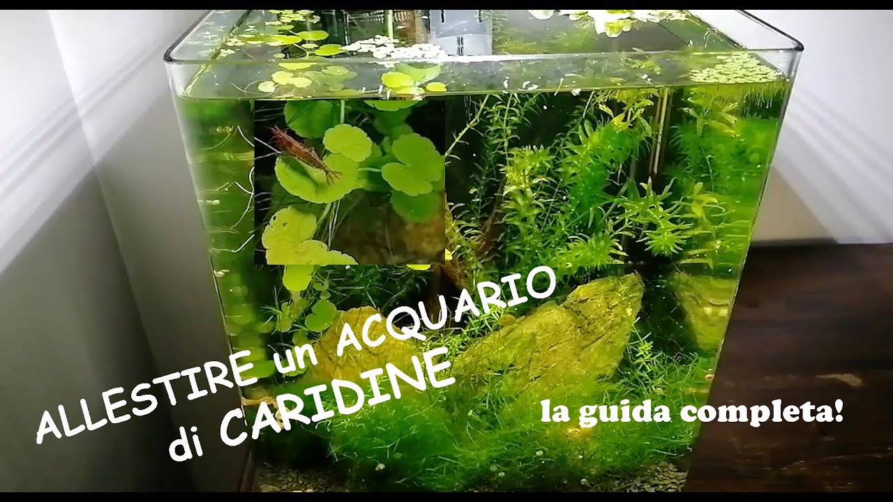 ALLESTIRE un ACQUARIO PER CARIDINE! Dalle piante alla RIPRODUZIONE, i consigli per avvio e gestione!