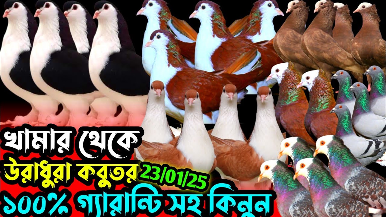 খামার থেকে উরাধুরা কবুতর কিনুন || সবচেয়ে কম দামে ১০০% গ্যারান্টি || সিমিত দামে ফেন্সি কবুতর বিক্রি