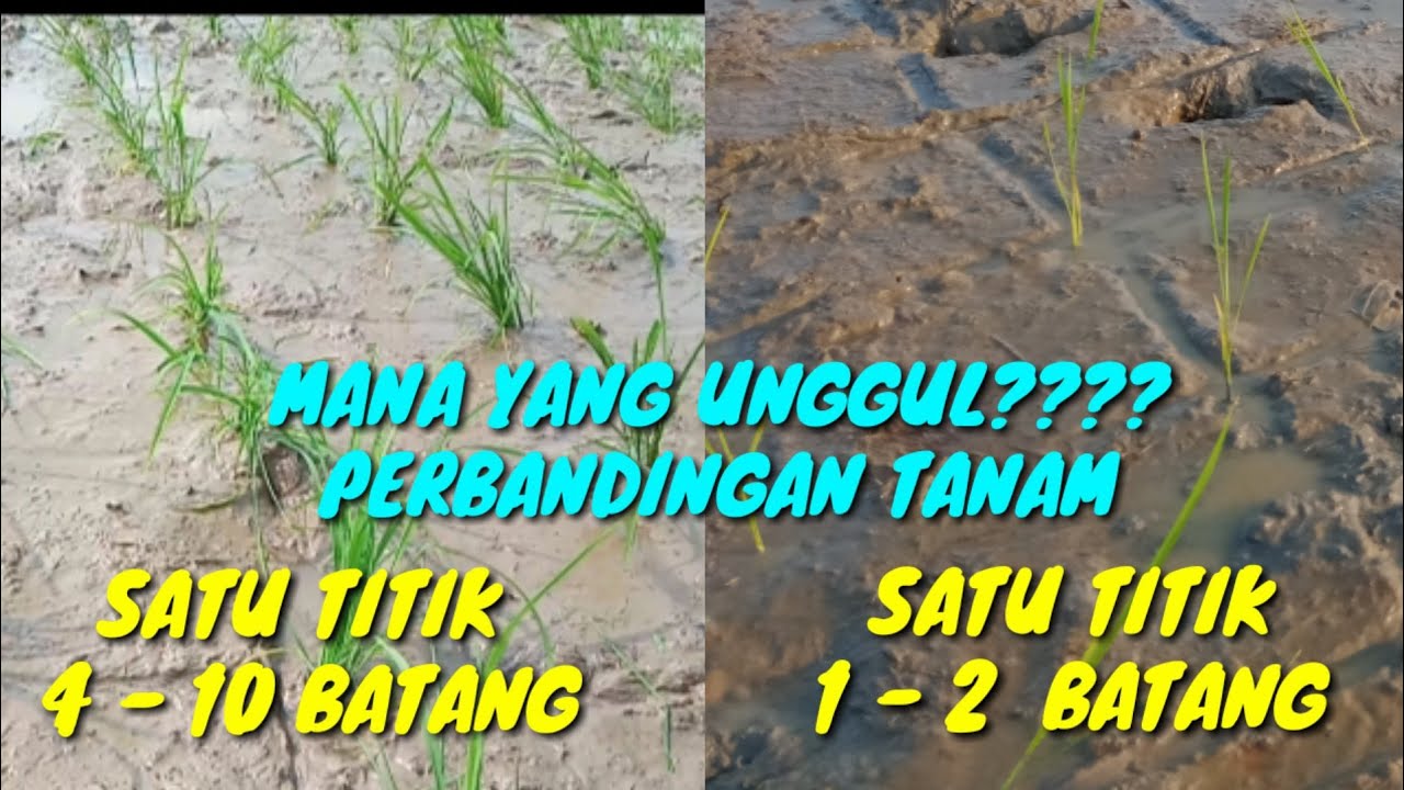 Perbandingan tanam satu batang dengan tanam banyak batang