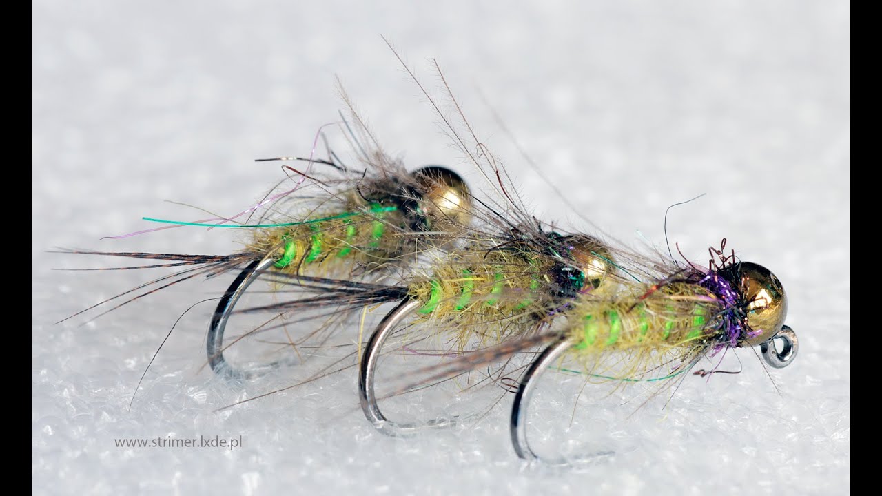 Olive Aggressor nymph
