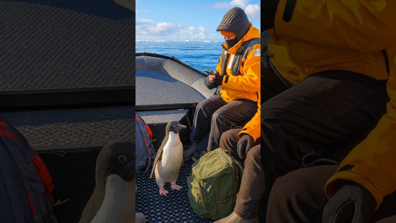 Tourists Rescue Penguin After Seal Chase 🐧