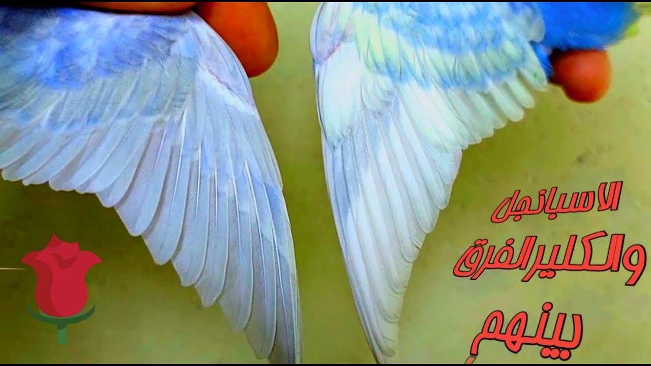 الفرق بين الاسبانجل والرينبو وهل ينفع فى تركيبة الرينبو 🐦