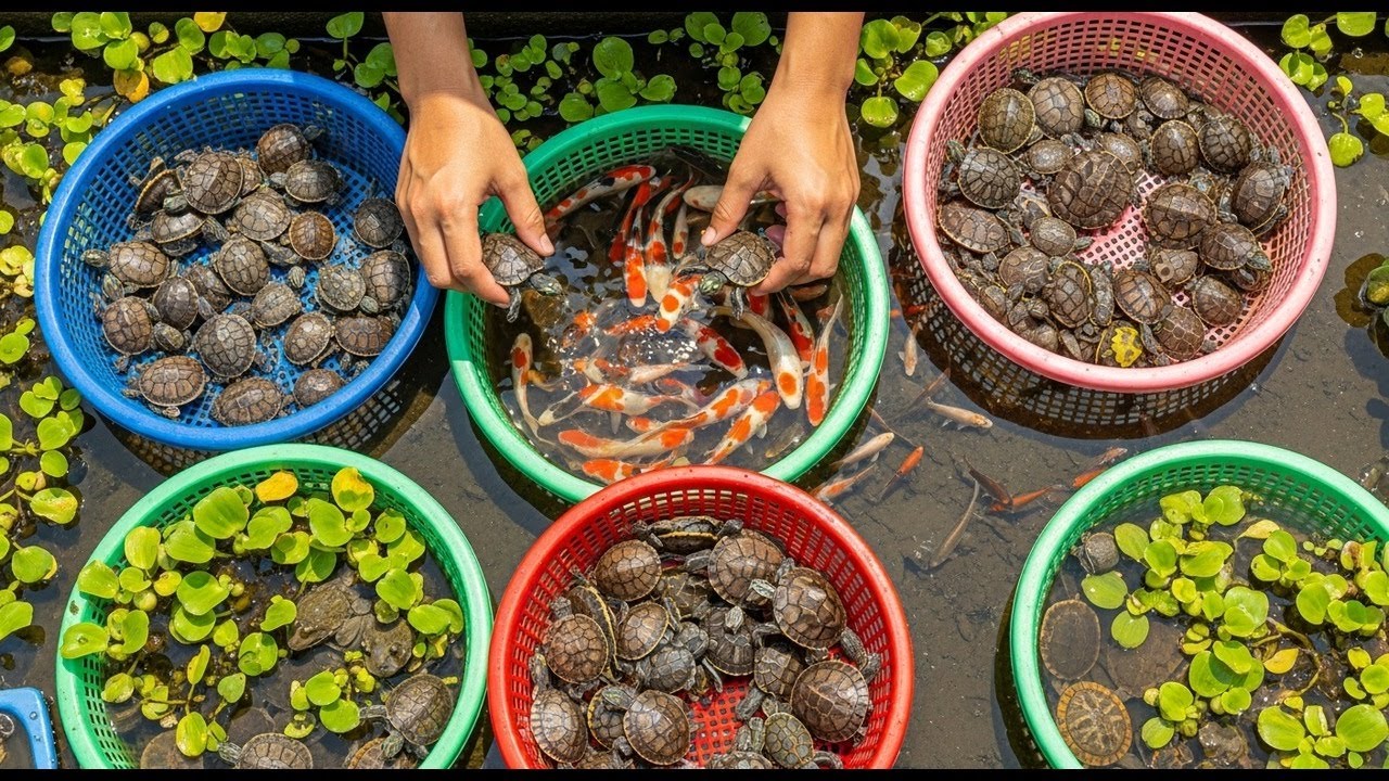 Women Catching Huge Crabs by Hand in Mangrove Swamps