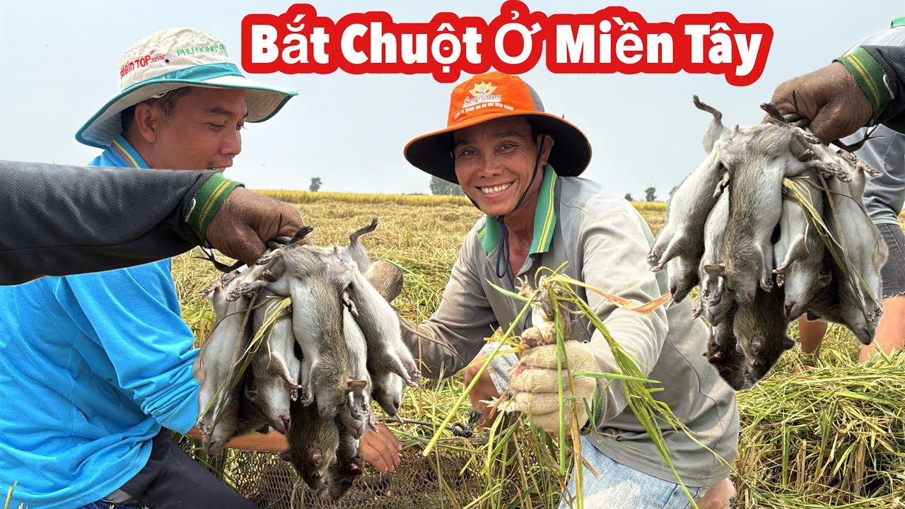 Chuột 🐀 Nhiều Khủng Khiếp• Bắt Chuột Mùa Gặt Lúa 🌾 Ở Miền Tây Ai Nhìn Cũng Mê | BLĐT