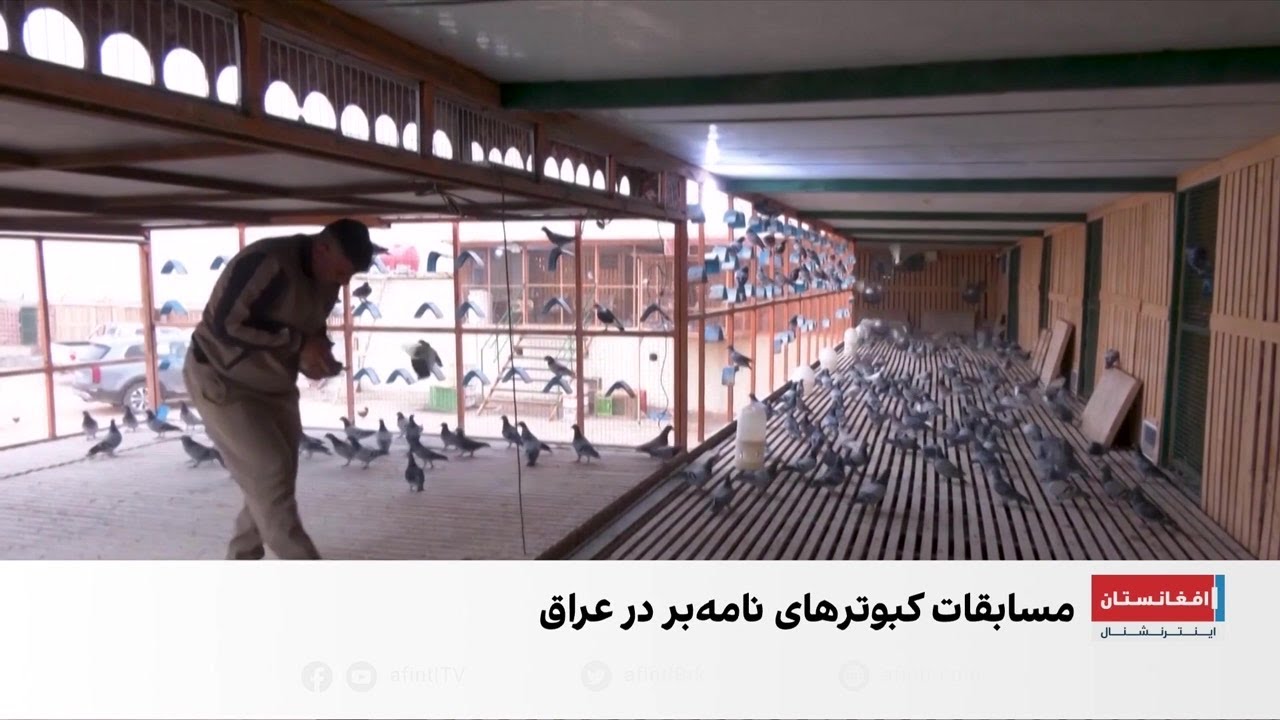 رقابت‌های نفسگیر کبوتران نامه‌بر در صحرای نجف
