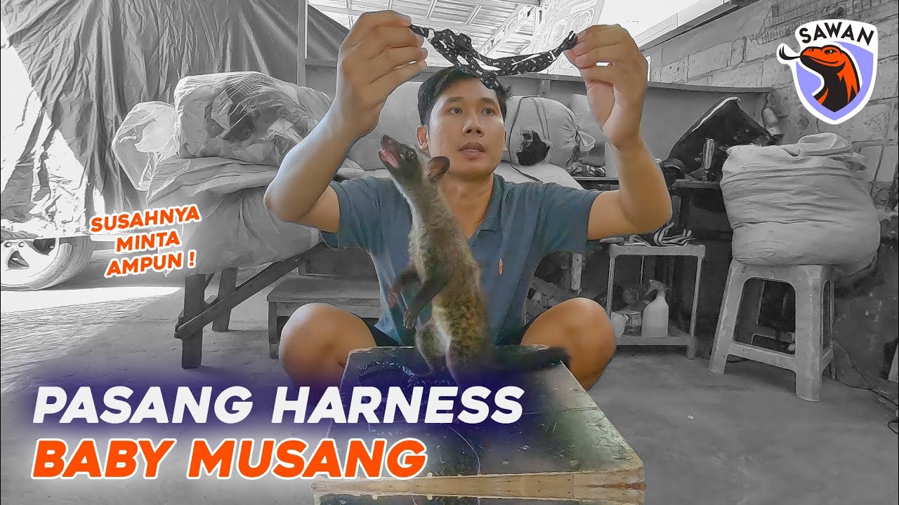 PASANG HARNESS KE BABY MUSANG PERTAMA KALI ! #SAWAN