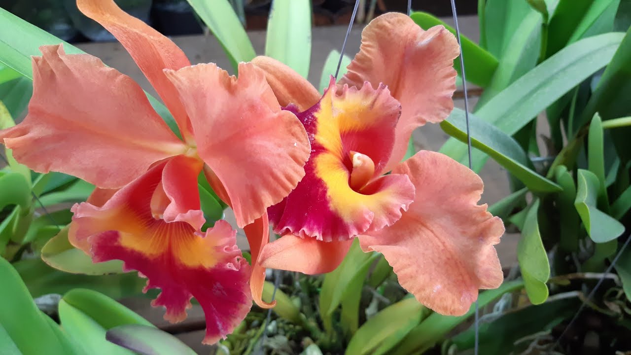 Ceagesp Orquídeas Maravilhosas