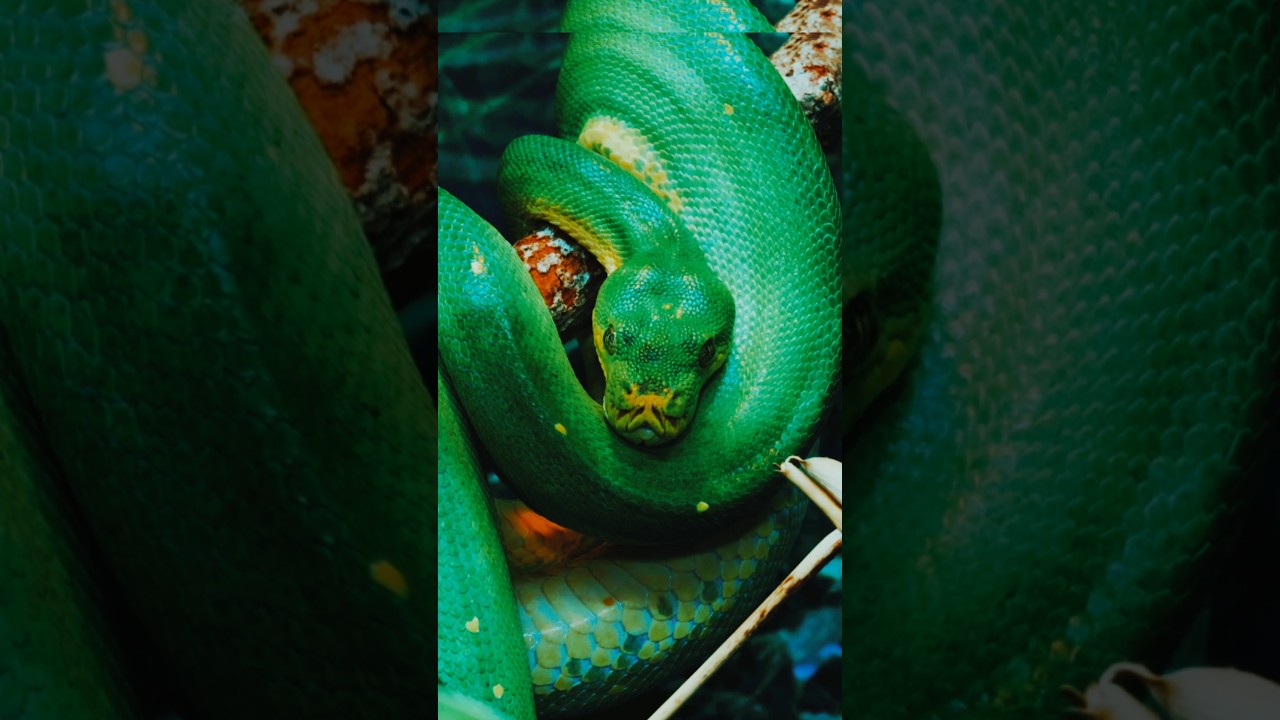 PYTHON IN THE AMAZON FOREST| 