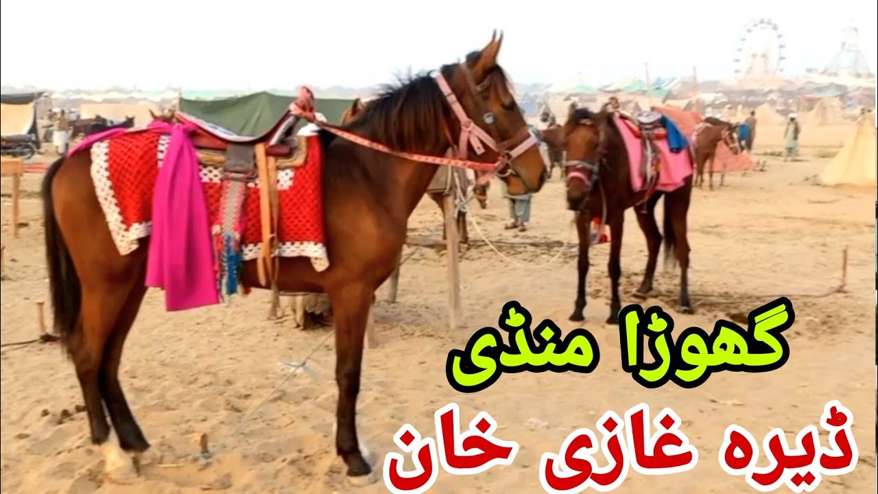 Horse Mandi Dera Ghazikhan