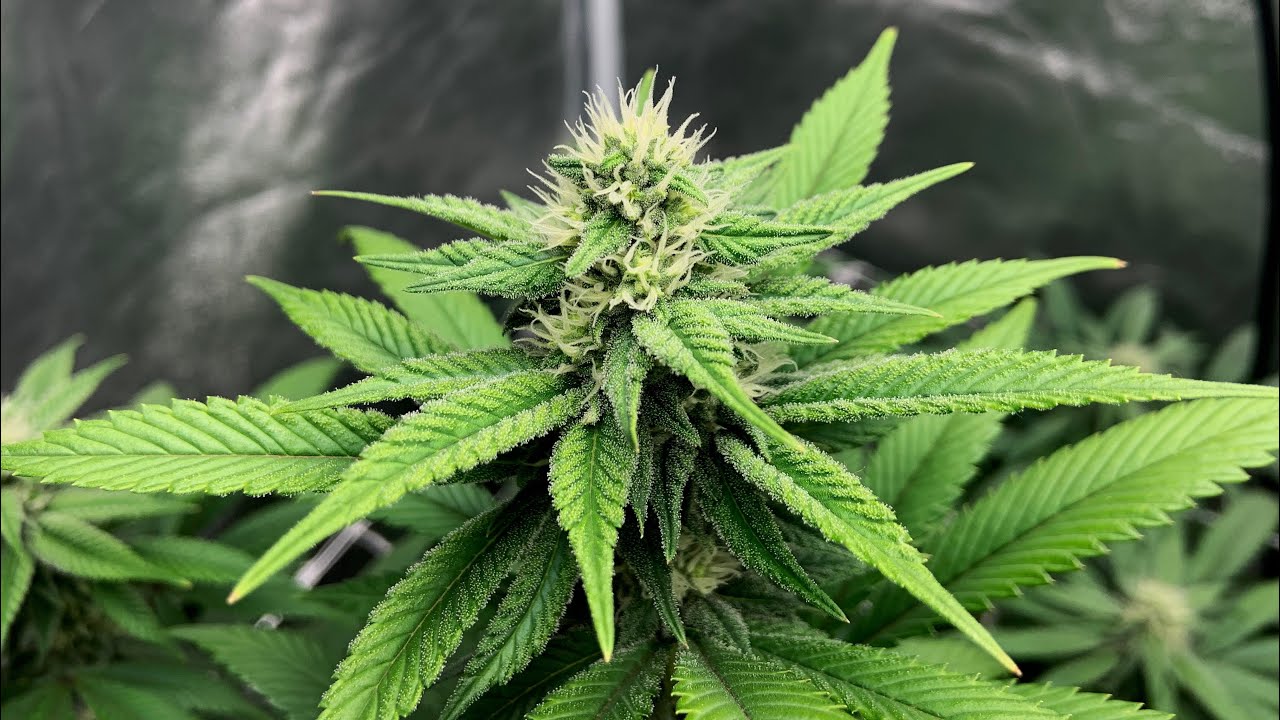 INDOOR GROW : WEEK 3 FLOWER UPDATE // VEG UPDATE / NEW AUTOFLOWERS