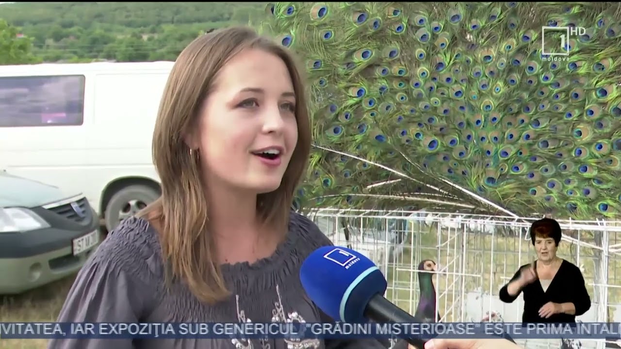Expoziţie de porumbei decorativi la Scoreni, Străşeni