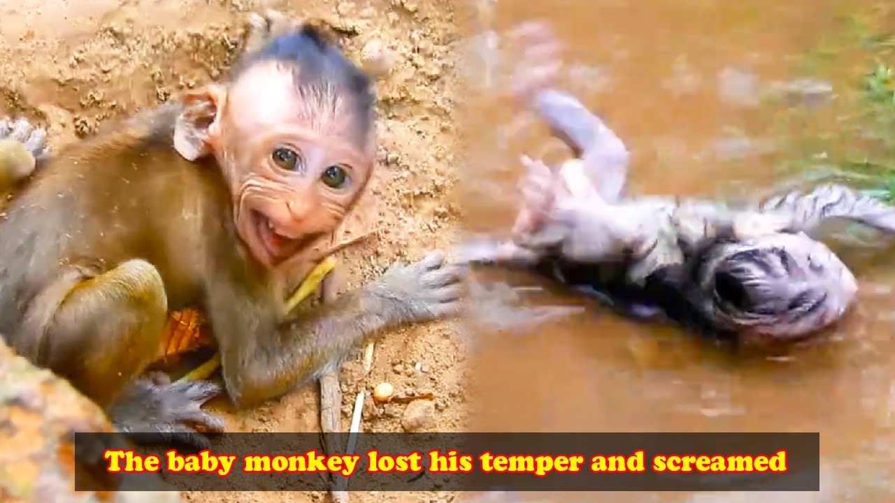The life of wild animals in the forest. Interesting animal life