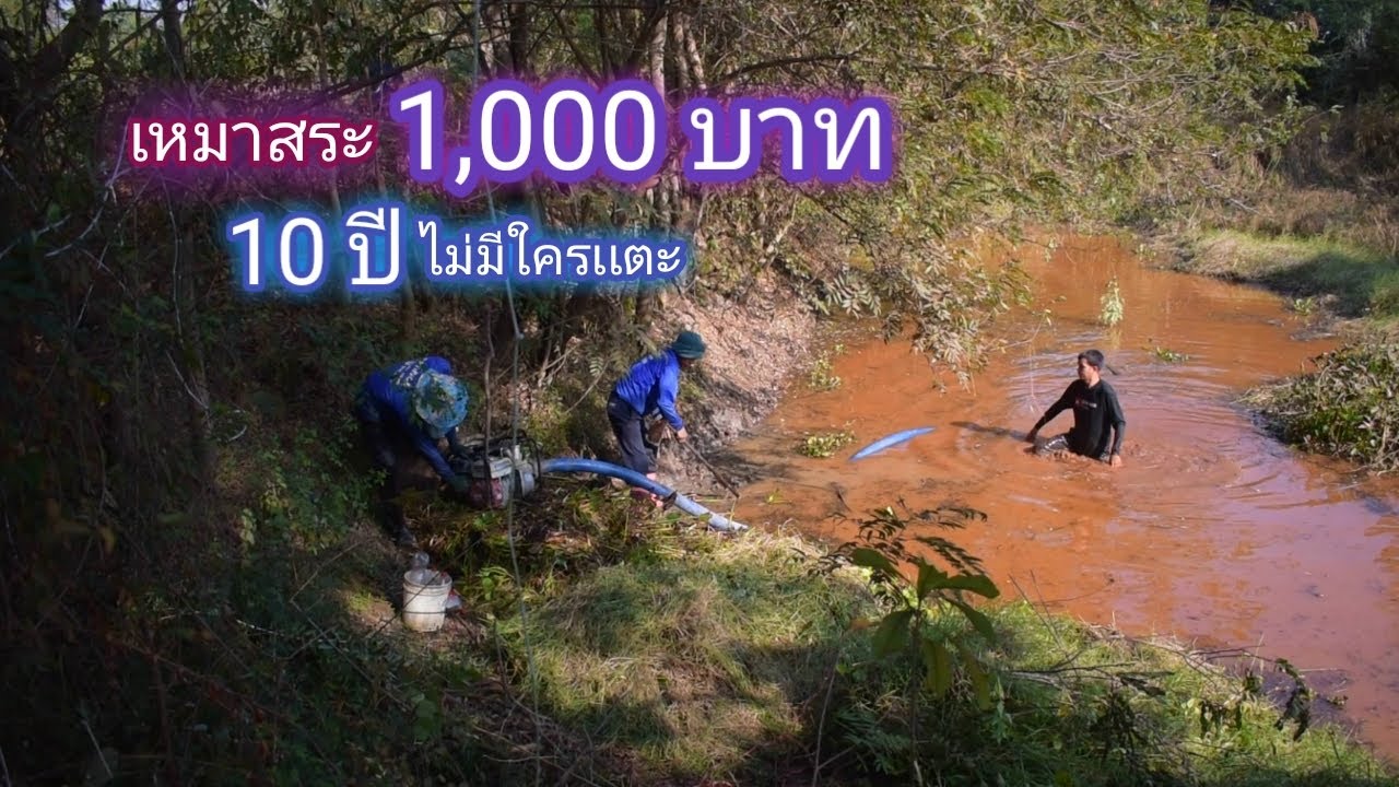 เหมาสระ 1,000 บาท สระ 10 ปี ไม่มีใครกล้าแตะต้อง เจ้าถิ่นจะตัวขนาดไหน (เหมาสระ ปี1) / บ้านนอก EP.276